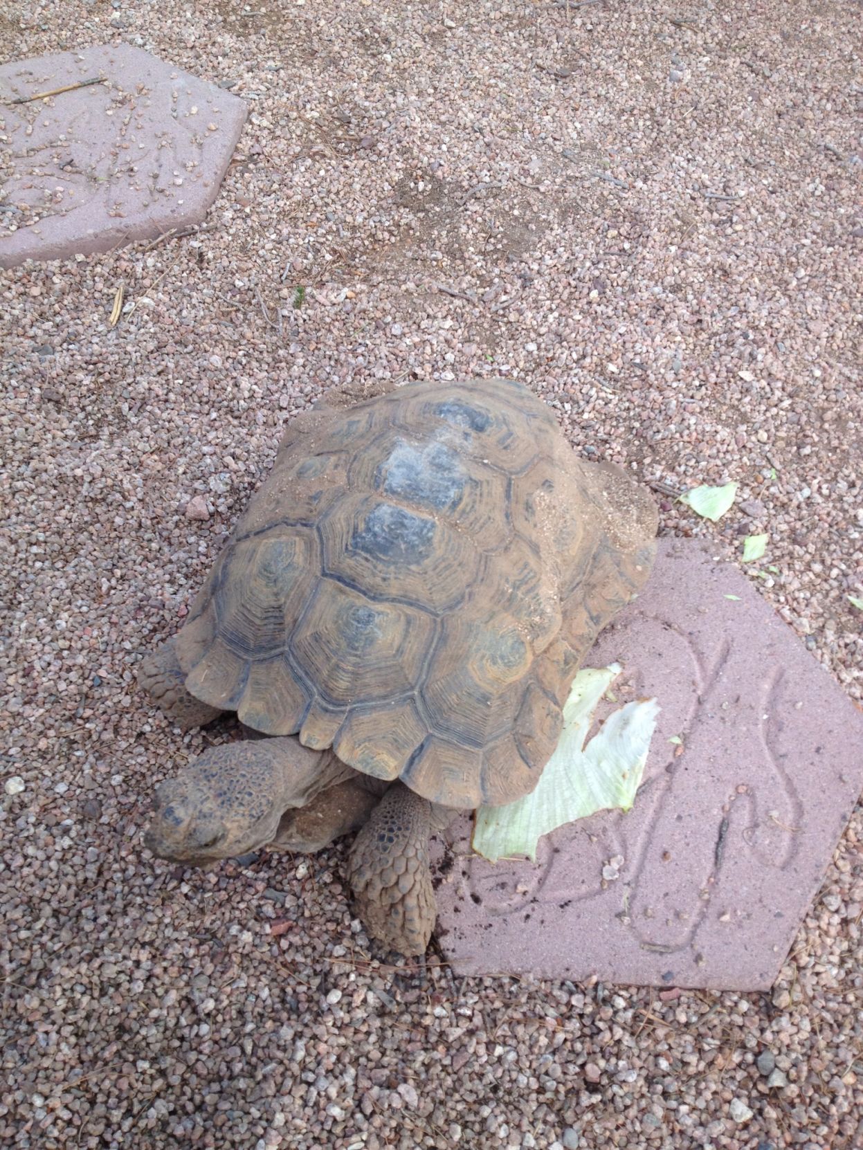 Readers share their desert tortoise photos